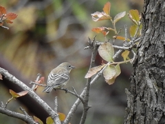 Setophaga coronata auduboni