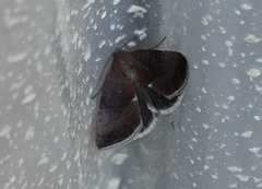 Galgula partita