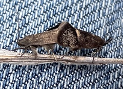 Leistomorpha brontoscopa