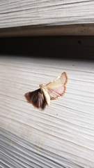 Hypsopygia binodulalis