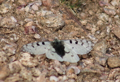 Parnassius smintheus