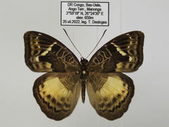Euriphene saphirina saphirina