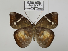 Euriphene saphirina saphirina