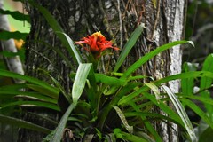 Guzmania lingulata