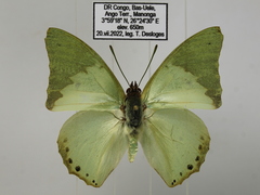 Charaxes eupale latimargo