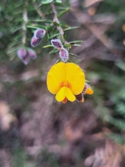 Pultenaea juniperina