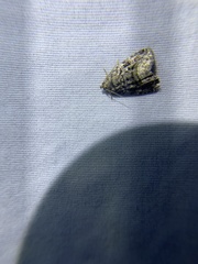 Protodeltote muscosula