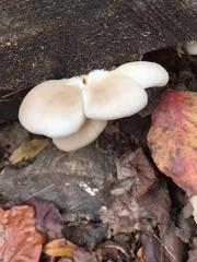 Pleurotus