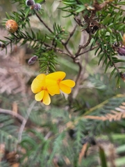 Pultenaea juniperina