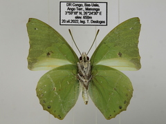 Charaxes eupale latimargo