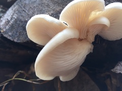 Pleurotus