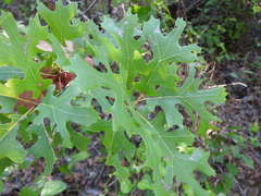 Quercus buckleyi