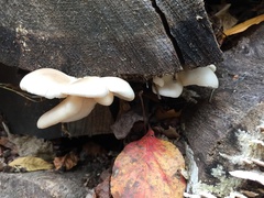 Pleurotus