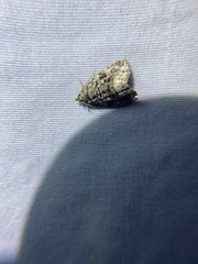 Protodeltote muscosula