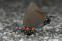 Atlides halesus