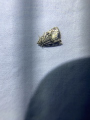 Protodeltote muscosula