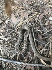 Coluber constrictor mormon