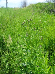 Cirsium arvense integrifolium