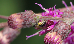 Lasioglossum