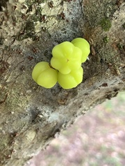 Phyllanthus acidus