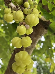 Phyllanthus acidus