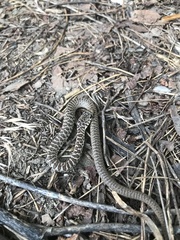 Coluber constrictor mormon