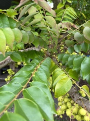 Phyllanthus acidus