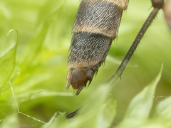 Mycetophilidae