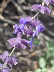 Salvia abrotanoides