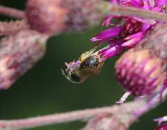 Lasioglossum