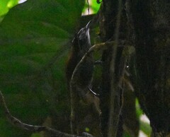 Cantorchilus nigricapillus