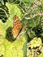 Argynnis hyperbius