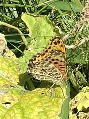 Argynnis hyperbius