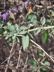 Salvia abrotanoides