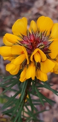 Pultenaea stipularis