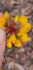 Pultenaea stipularis