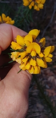 Pultenaea stipularis
