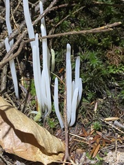 Clavaria