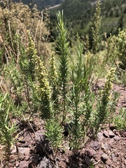 Artemisia carruthii wrightii