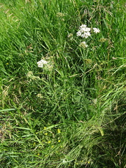 Achillea setacea