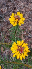 Pultenaea stipularis