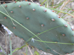 Opuntia gilvescens