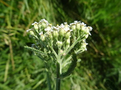 Achillea setacea