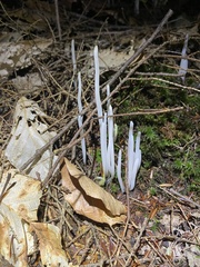 Clavaria