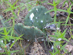 Opuntia gilvescens