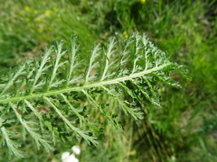 Achillea setacea