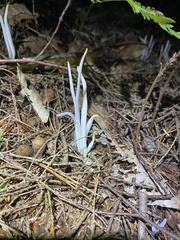 Clavaria
