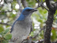 Aphelocoma wollweberi