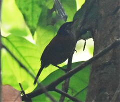 Cantorchilus nigricapillus