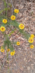 Pultenaea stipularis